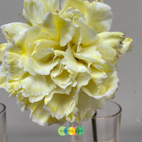 Color changing flowers explanation