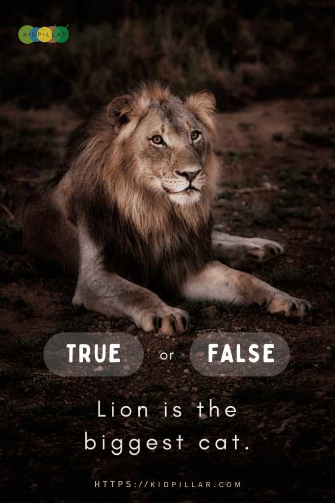 Easy True or False with Answer for kids About animals